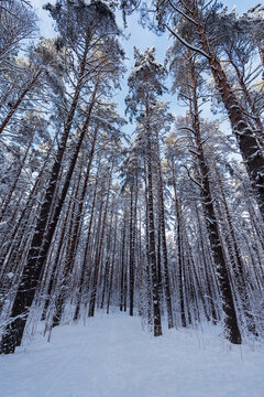 winter forest in the snow covered pines 