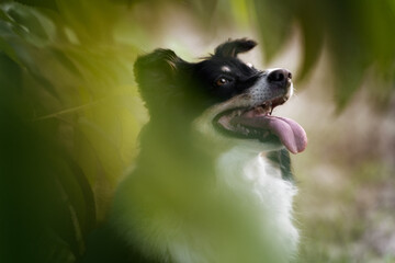 close up portrait of a dog through leafs