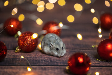 hamster eating in the middle of the  christmas decorations
