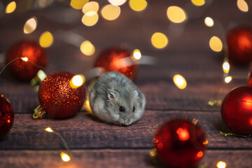 christmas decoration and hamster