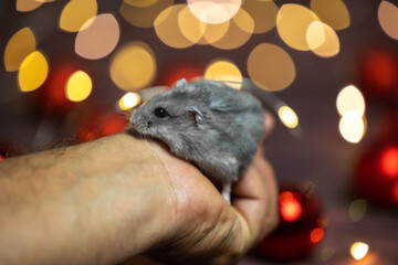hamster in a hand with christmas decoration 
