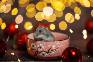 hamster in a bowl with christmas decorations