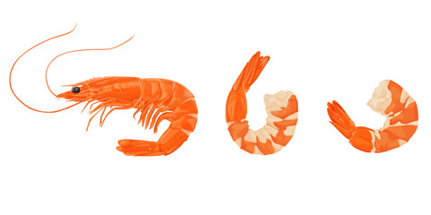 shrimps isolated on a white background. Vector illustration.