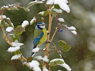 Great Blue Tit (Parus caeruleus) in winter.