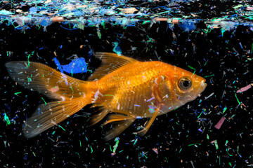 fish in water contaminated with micro plastic - global change - pollution - obrazy, fototapety, plakaty