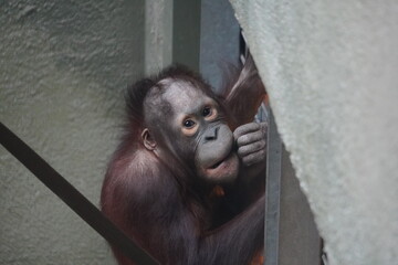 Bornean orangutan © Colin