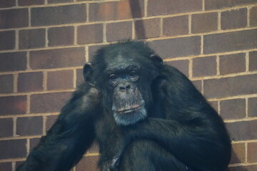 Chimpanzee