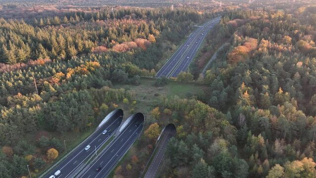 Ecopassage from above, wildlife passage ay avoiding collision. Animal friendly passage. Wild wilderness and trees surrounding the highway. Aerial drone view.