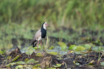 Fototapeta premium Southern lapwing on the grass. Typical bird of South America, also called Tero (Vanellus Chilensis)