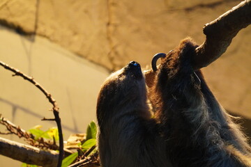 Two toed sloth
