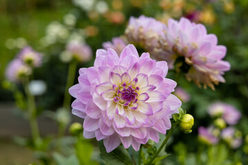 Fototapeta premium Beautiful pink dahlia in garden. A picture of the beautiful pink dahlia.