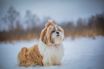 shih tzu dog playing in the snow in winter