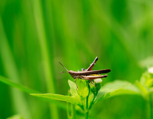 grasshopper on the grass