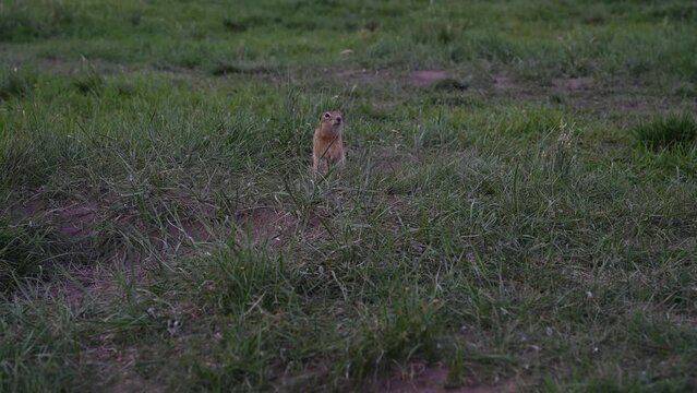 Close-up gopher crawls out of his hole.