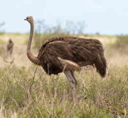 Autruche somalienne, Autruche de Somalie, femelle,.Struthio molybdophanes,  Somali Ostrich, Parc national de Samburu, Kenya