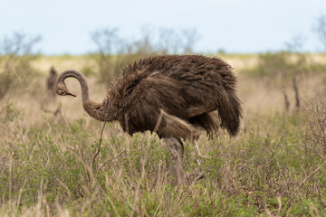 Autruche somalienne, Autruche de Somalie, femelle,.Struthio molybdophanes,  Somali Ostrich, Parc national de Samburu, Kenya - obrazy, fototapety, plakaty