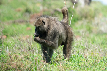Babouin chacma, Papio ursinus , chacma baboon, Parc national Kruger, Afrique du Sud