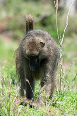 Babouin chacma, Papio ursinus , chacma baboon, Parc national Kruger, Afrique du Sud