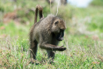 Babouin chacma, Papio ursinus , chacma baboon, Parc national Kruger, Afrique du Sud