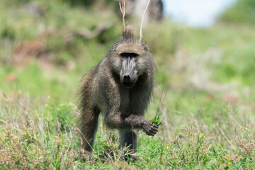 Babouin chacma, Papio ursinus , chacma baboon, Parc national Kruger, Afrique du Sud