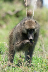 Babouin chacma, Papio ursinus , chacma baboon, Parc national Kruger, Afrique du Sud