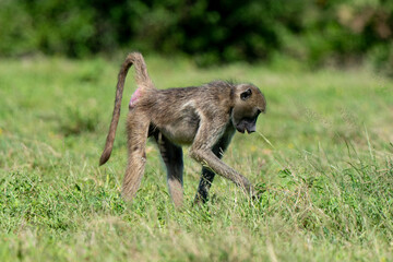 Babouin chacma, Papio ursinus , chacma baboon, Parc national Kruger, Afrique du Sud