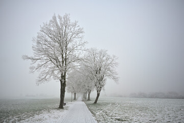 Ein Wiesenlandschaft im frostigen Winter, in der alles Weis vom Raureif und Schnee bedeckt ist, und ein Weg f&uuml;hrt unter Alleeb&auml;umen hindurch in die Ferne, die vom Nebel eingeh&uuml;llt ist.