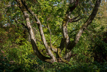 Ein knorriger Baumstamm inmitten des saftigen Grüns eines Laubwaldes
