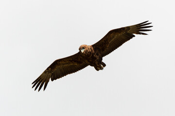 Bateleur des savanes, Aigle bateleur,  Terathopius ecaudatus, Bateleur