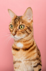 Funny Bengal cat on a pink background. Portrait on a wide-angle lens.