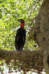 Bucorve du Sud, Grand calao terrestre, Bucorvus leadbeateri, Southern Ground Hornbill