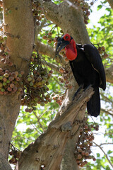 Bucorve du Sud, Grand calao terrestre, Bucorvus leadbeateri, Southern Ground Hornbill