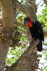 Bucorve du Sud, Grand calao terrestre, Bucorvus leadbeateri, Southern Ground Hornbill