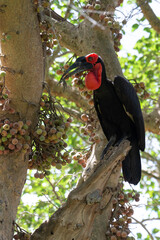 Bucorve du Sud, Grand calao terrestre, Bucorvus leadbeateri, Southern Ground Hornbill