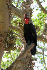 Bucorve du Sud, Grand calao terrestre, Bucorvus leadbeateri, Southern Ground Hornbill