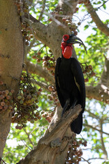 Bucorve du Sud, Grand calao terrestre, Bucorvus leadbeateri, Southern Ground Hornbill