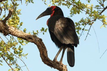 Bucorve du Sud, Grand calao terrestre, Bucorvus leadbeateri, Southern Ground Hornbill