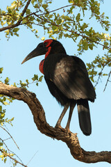 Bucorve du Sud, Grand calao terrestre, Bucorvus leadbeateri, Southern Ground Hornbill