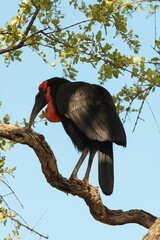 Bucorve du Sud, Grand calao terrestre, Bucorvus leadbeateri, Southern Ground Hornbill