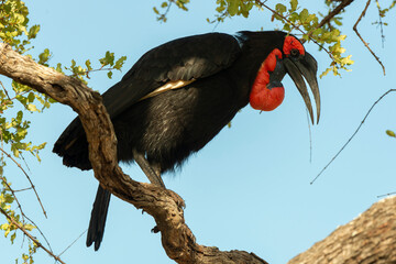Bucorve du Sud, Grand calao terrestre, Bucorvus leadbeateri, Southern Ground Hornbill