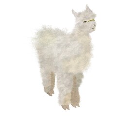 Alpaca drawing on a transparent background.  Fluffy kind animal.  A domesticated animal for shearing wool.  Beautiful alpaca with chic white fur.  Illustration for print, design