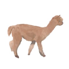 Drawing of a baby alpaca on a transparent background.  Fluffy kind animal.  A domesticated animal for shearing wool.  Cute alpaca with brown fur.  Illustration for print, design