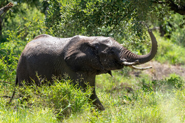 Obraz premium Éléphant d'Afrique, Loxodonta africana, Parc national Kruger, Afrique du Sud