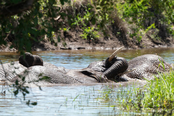 Éléphant d'Afrique, Loxodonta africana, Parc national Kruger, Afrique du Sud