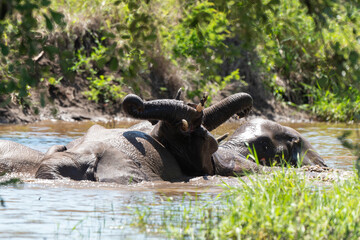 Éléphant d'Afrique, Loxodonta africana, Parc national Kruger, Afrique du Sud