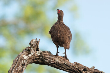 Francolin de Swainson,.Pternistis swainsonii , Swainson's Spurfowl