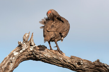 Francolin de Swainson,.Pternistis swainsonii , Swainson's Spurfowl