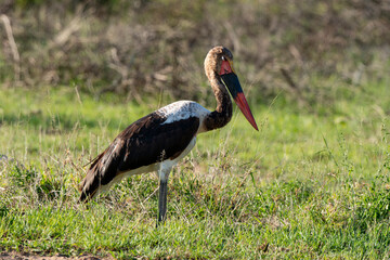 Jabiru d'Afrique,.Ephippiorhynchus senegalensis, Saddle billed Stork