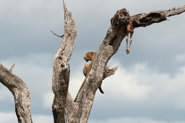 Léopard, Panthère, Panthera pardus, Afrique du Sud