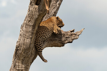 Obraz premium Léopard, Panthère, Panthera pardus, Afrique du Sud